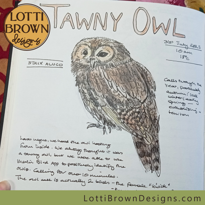 Tawny owl nature journal page