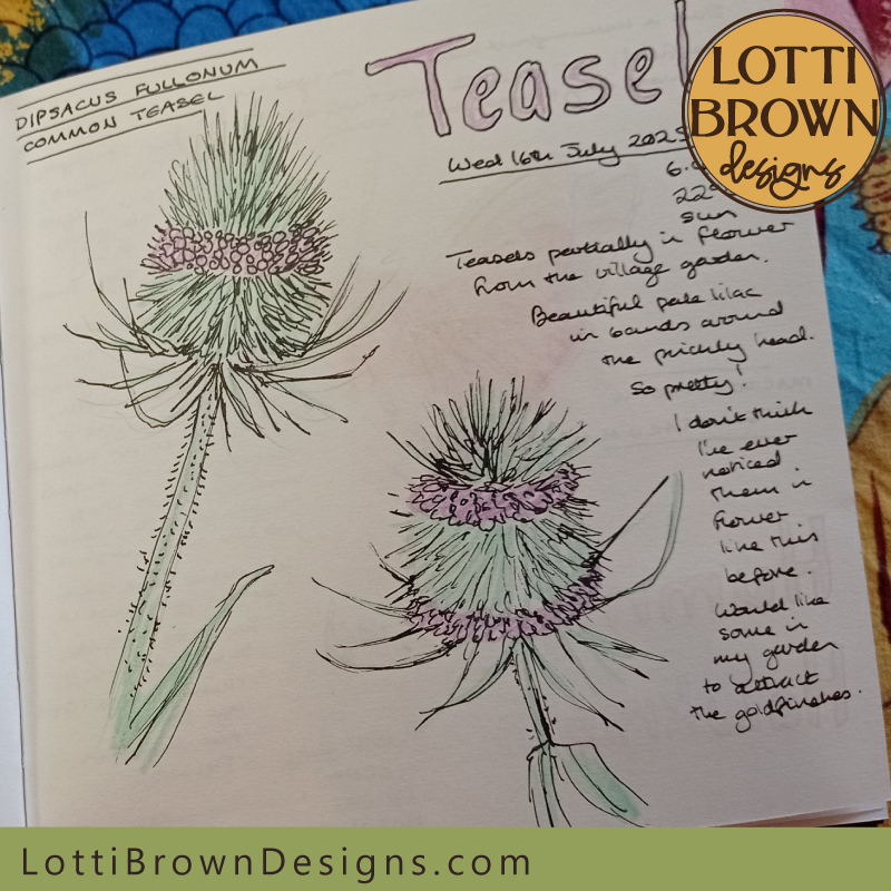 Teasels nature journal page