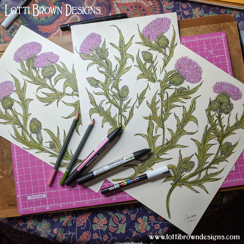 My thistle drawings