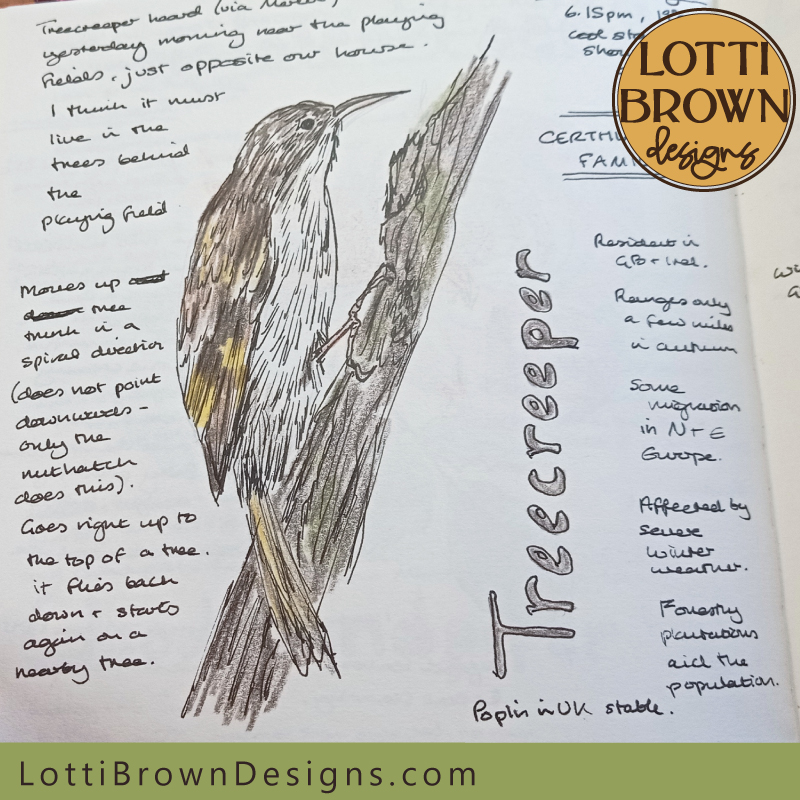 Treecreeper nature journal page