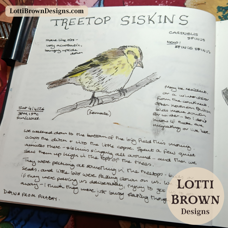 Treetop siskins - identified with Merlin