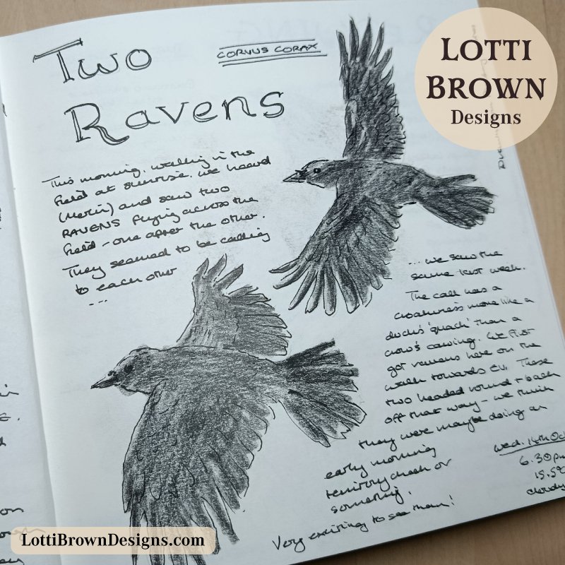 Two ravens drawn in my nature journal