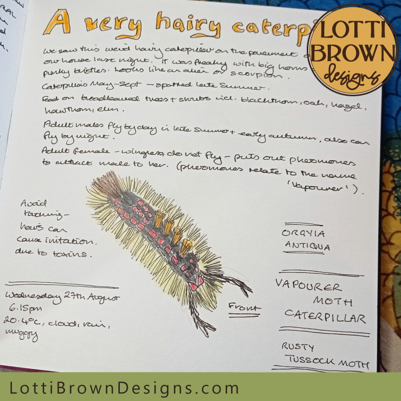 Very hairy caterpillar nature journal page