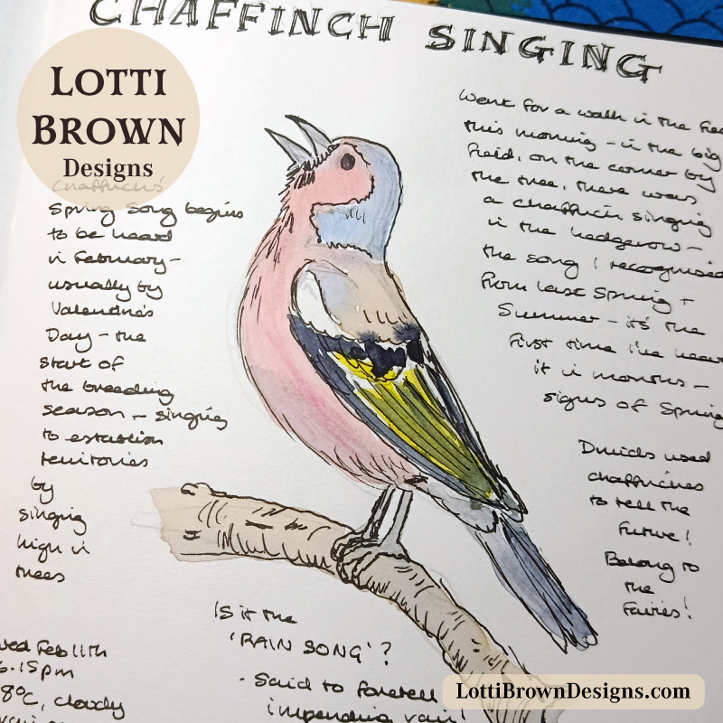 Chaffinch sketch using watercolours plus coloured pencils