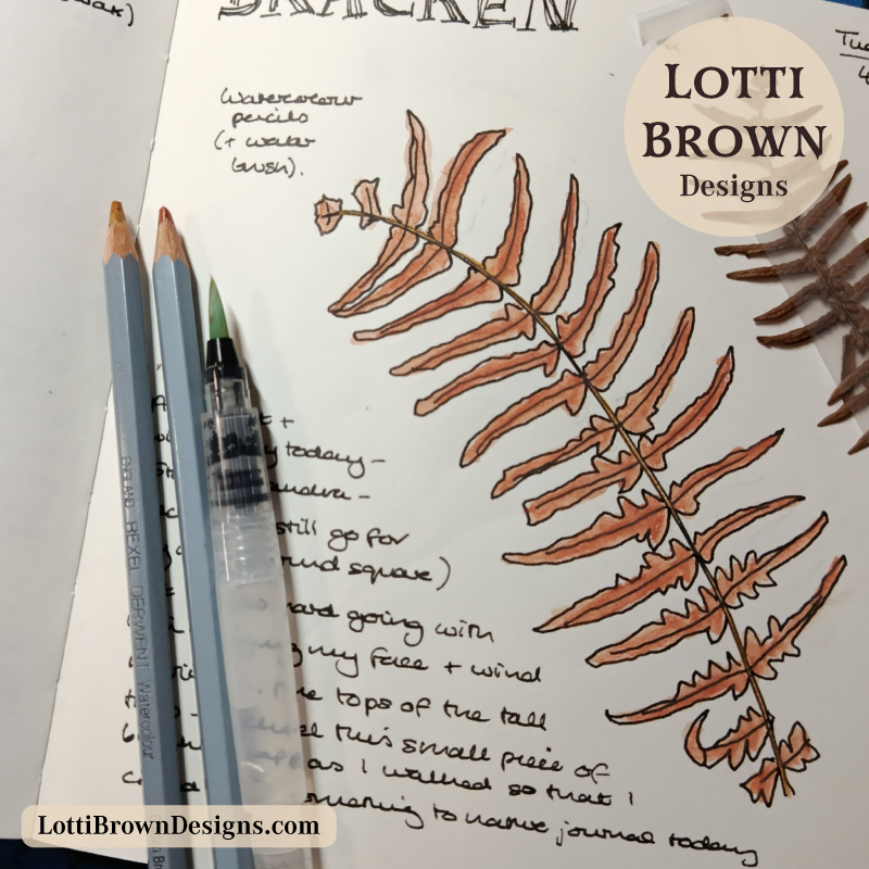 Watercolour pencil bracken drawing