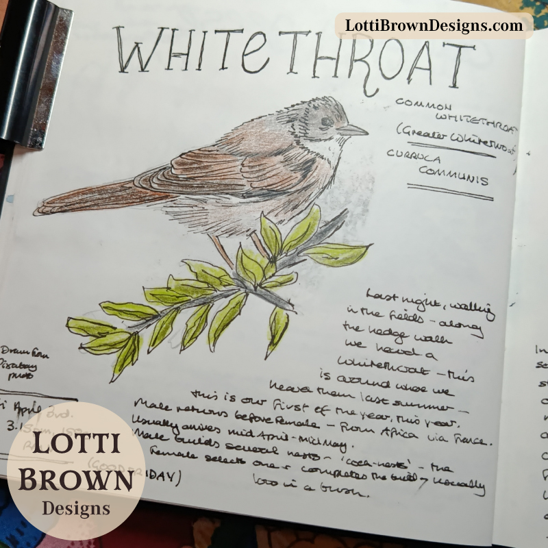 Whitethroat nature journal page
