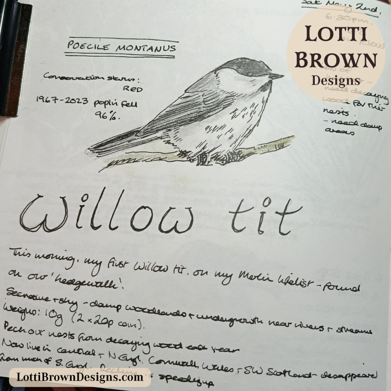 Willow tit nature journal page