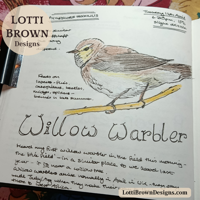 Willow warbler in my nature journal