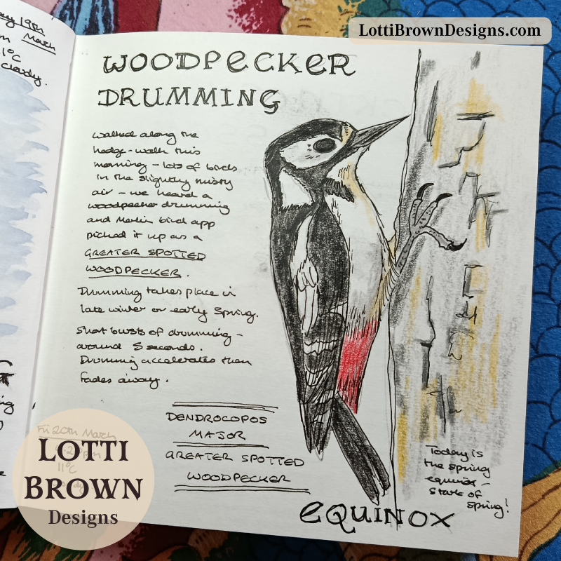 March woodpecker drumming in the UK - in my nature journal