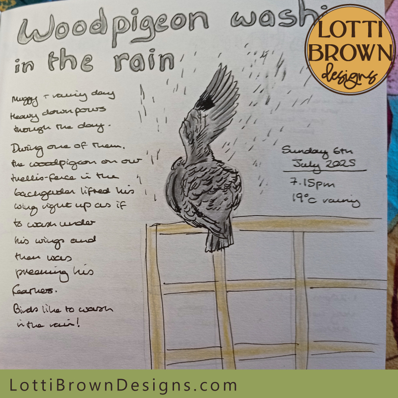 Woodpigeon washing nature journal page