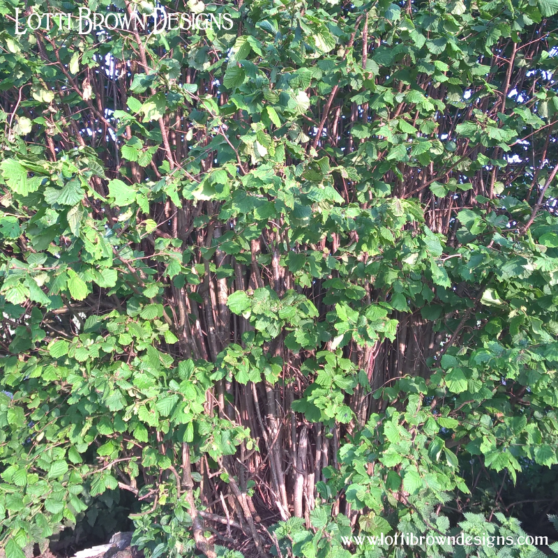 Coppiced hazel tree