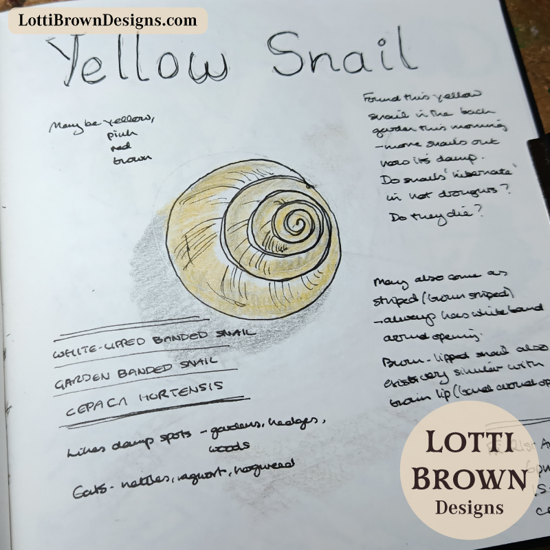 Yellow snail in my nature journal