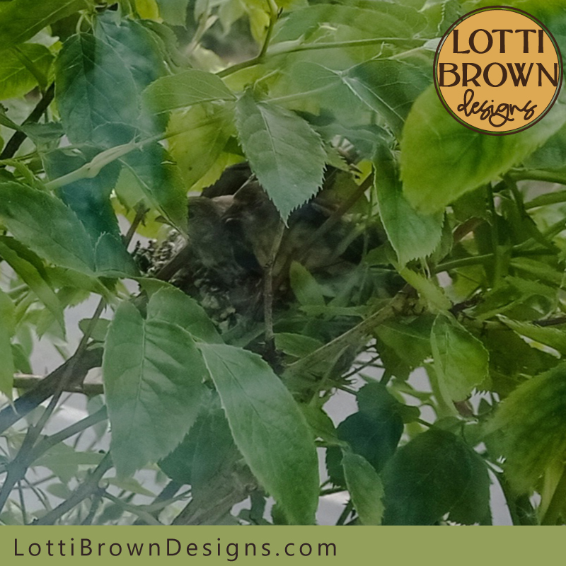 Young goldfinches in the nest photo